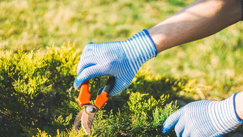 Seasonal work in the garden. Gardener in work gloves cuts dry branches of thuja with shears. Pruning bushes. Cutting Branches