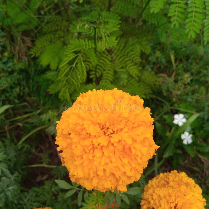 Seasonal Red and Yellow Japanese Maple Trees with Shinto Shrine on