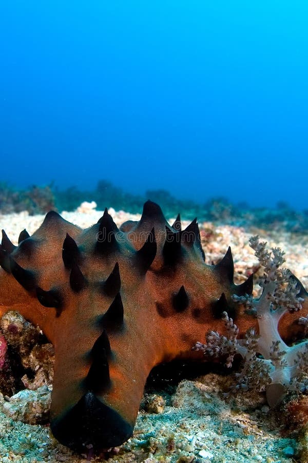Seastar on reef. royalty free stock images