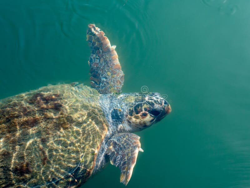 Seaturtle Swimming in the Coast of Argostoli, Greece Stock Image