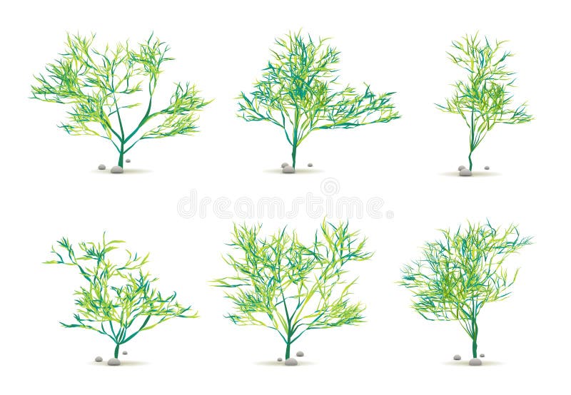 Seaweed Algae Hand Drawn Water Plant with Stones Set Isolated on White with Silhouette in Vector