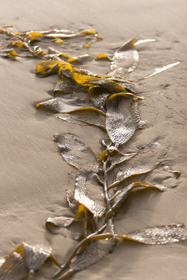Seaweed on Beach stock image. Image of beach, plants, coastal 2687199