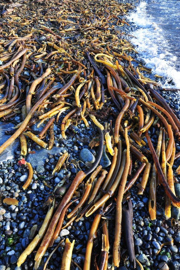 Seaweed on beach stock photo. Image of coastline, roots 7331352