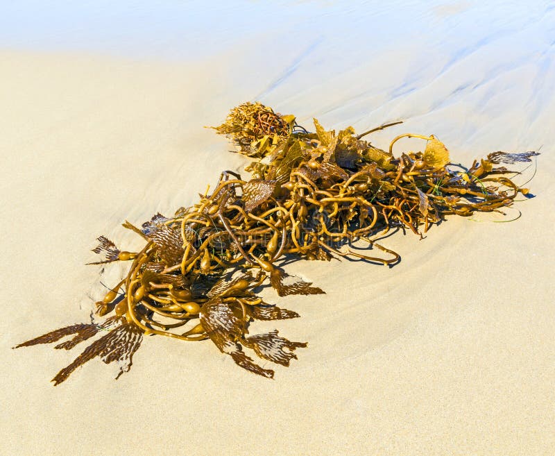 Seaweed at the beach