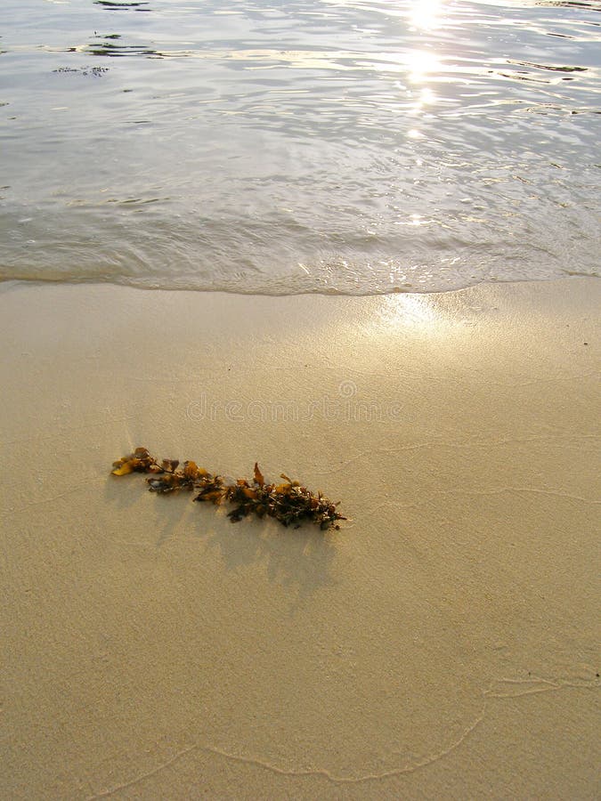 Seaweed on beach, sunset