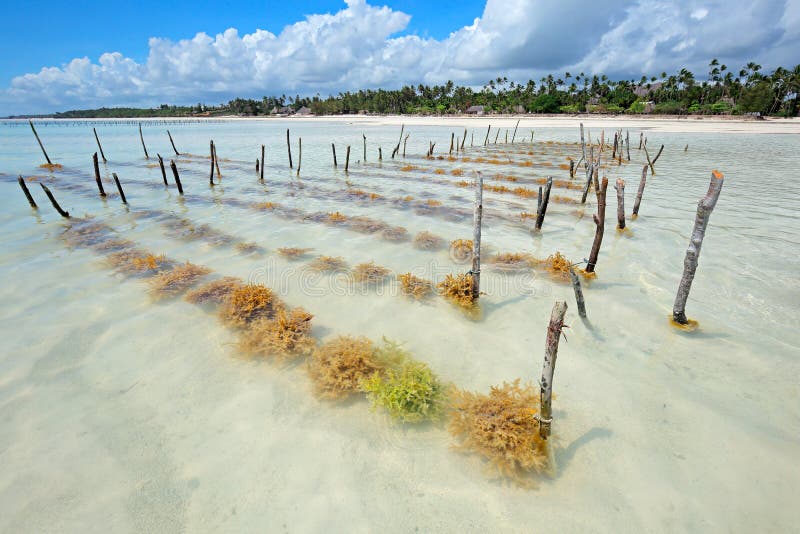 Seaweed farming - Zanzibar island