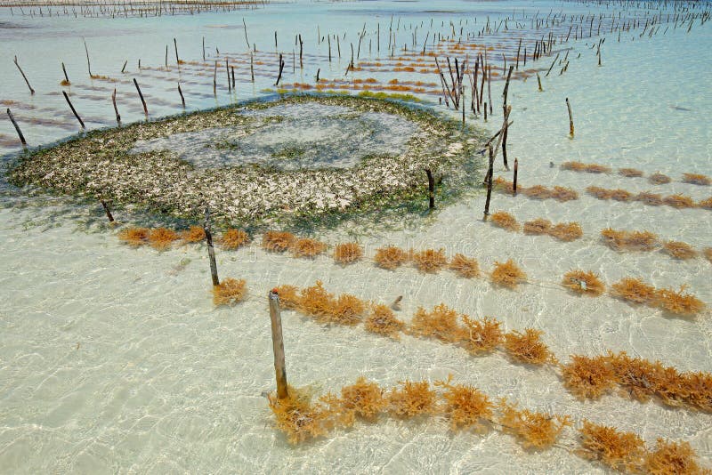 Seaweed farming