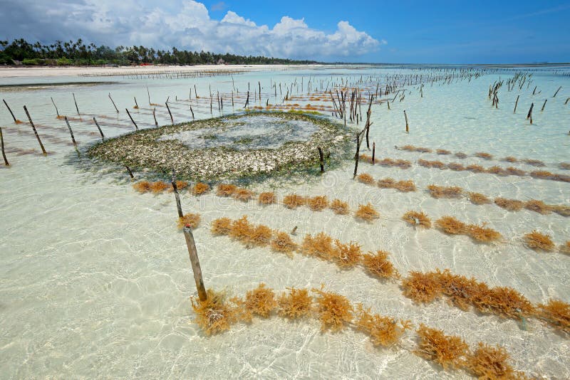 Seaweed farming