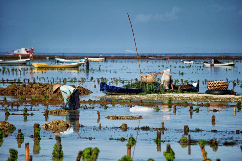 Seaweed Farming in Nusa Lembongan, Indonesia