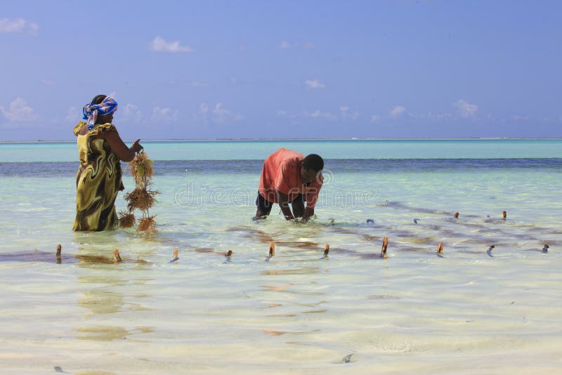 Seaweed farming in tropical island of Zanzibar