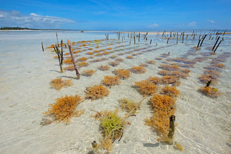 Seaweed farming - Zanzibar island