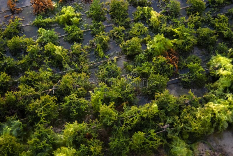 Seaweed Growing on Ropes at Low Tide.