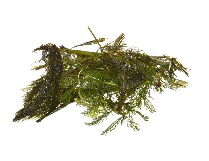 Seaweed isolated stock image. Image of aquatic, food, plant 9900635