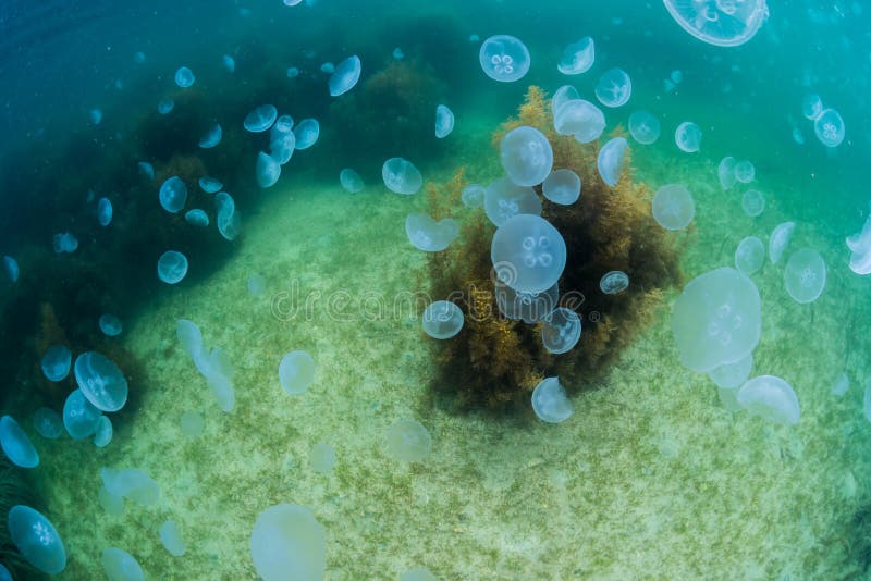 Seaweed and jellyfish stock image. Image of colorful 78098251