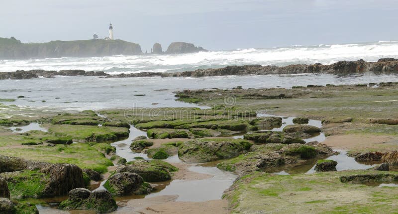 Seaweed and kelp on beach rocks