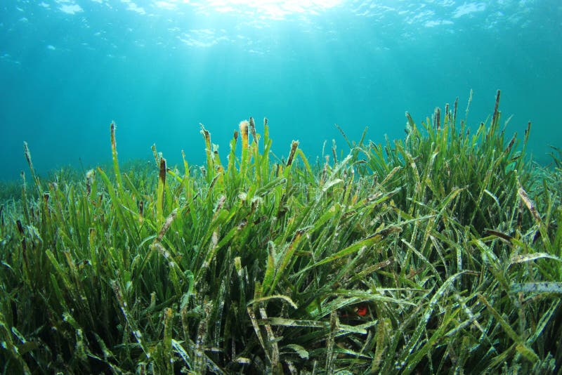 Seaweed in ocean