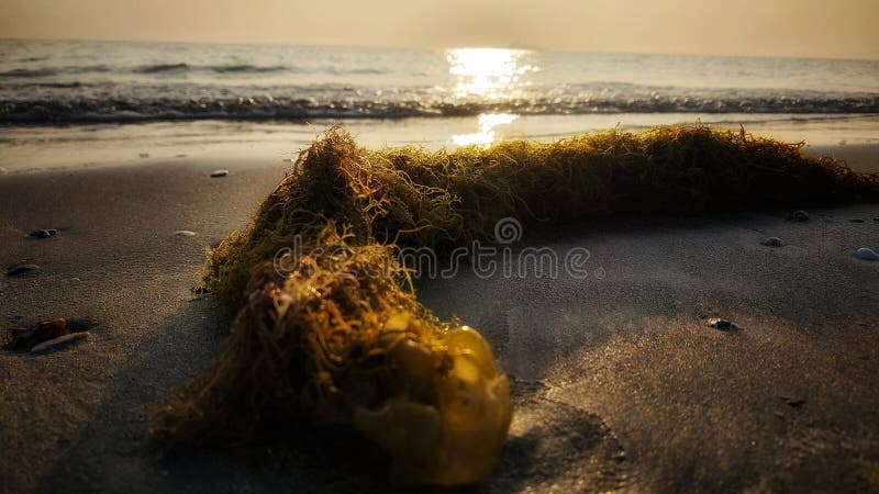 Seaweed on Saint Martin beach