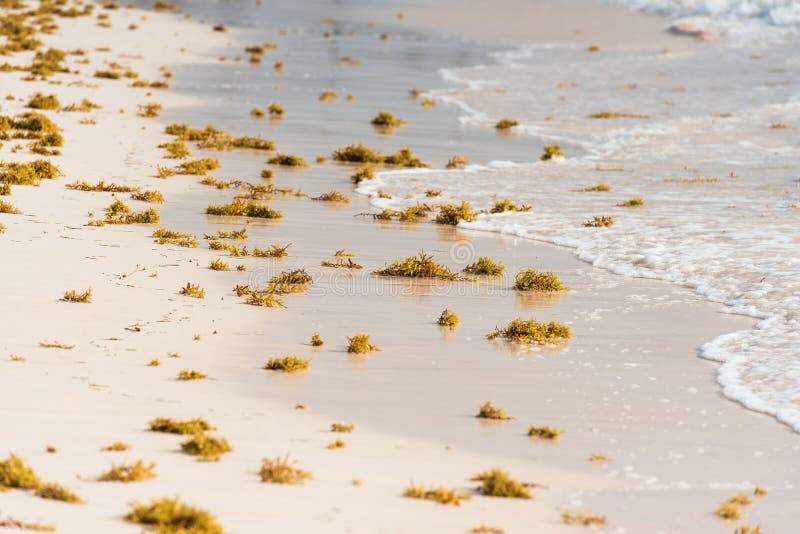 Seaweed on a sandy beach in Punta Cana, La Altagracia, Dominican Republic. Copy space for text.