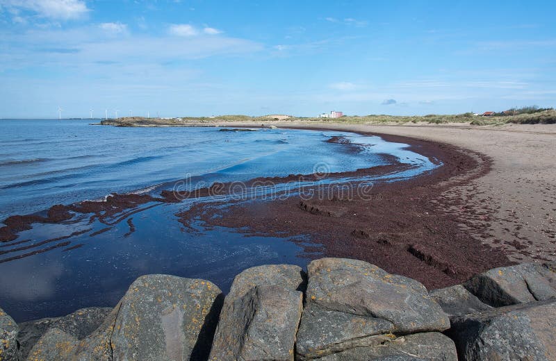 Seaweed on sandy beach