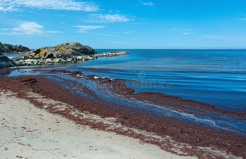 Seaweed on sandy beach