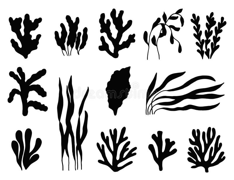 Seaweed silhouette isolated. Marine plants on white background s