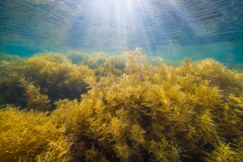 Seaweed and Sunlight stock photo. Image of coral, fish 78098350
