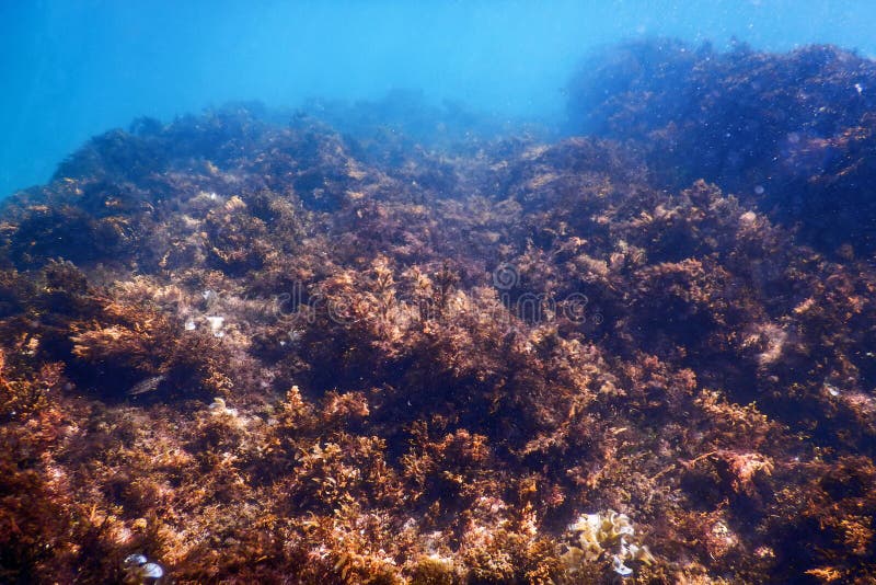 Seaweed, Seaweed Underwater, Seaweed Shallow Water Stock Image Image