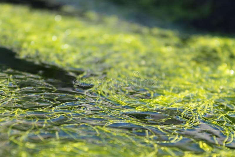 Seaweed in water stock photo. Image of lake, green, cloudy 139583792
