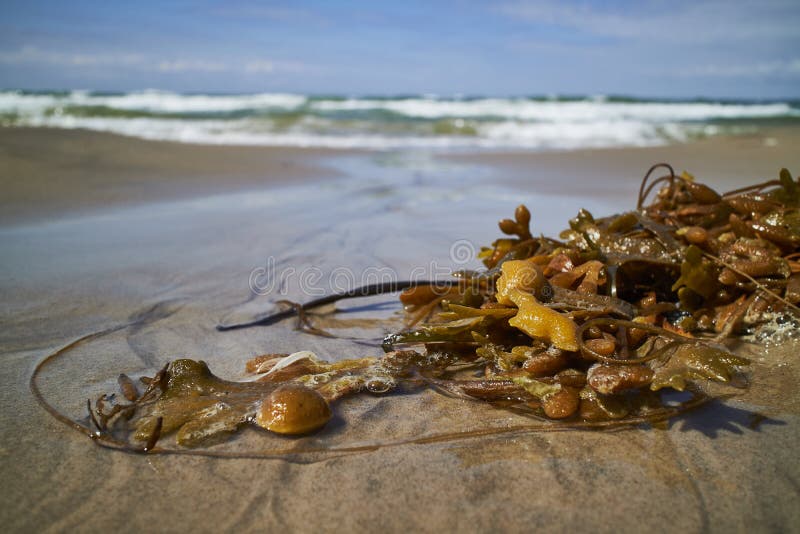 Seaweed in the waterline