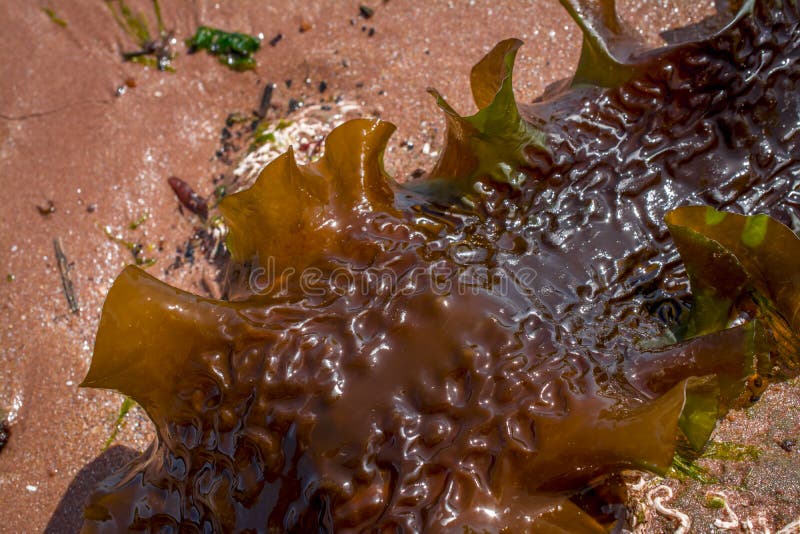 Seaweeds on the beach