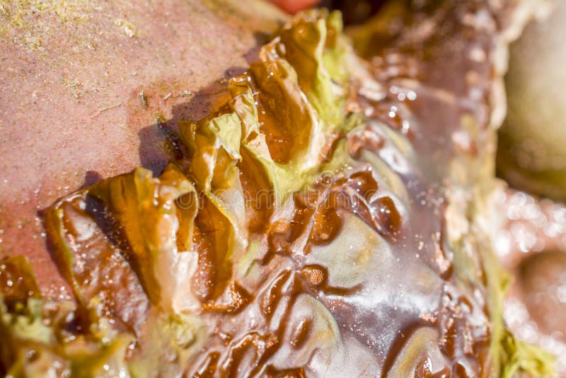 Seaweeds on the beach