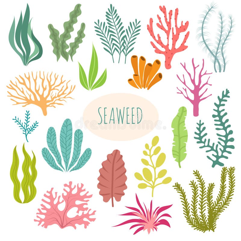 seaweeds Plantas do aquário, plantação subaquática Grupo isolado silhueta da alga do vetor ilustração royalty free seaweeds Plantas do aquário, plantação subaquática Grupo isolado silhueta da alga do vetor ilustração royalty free