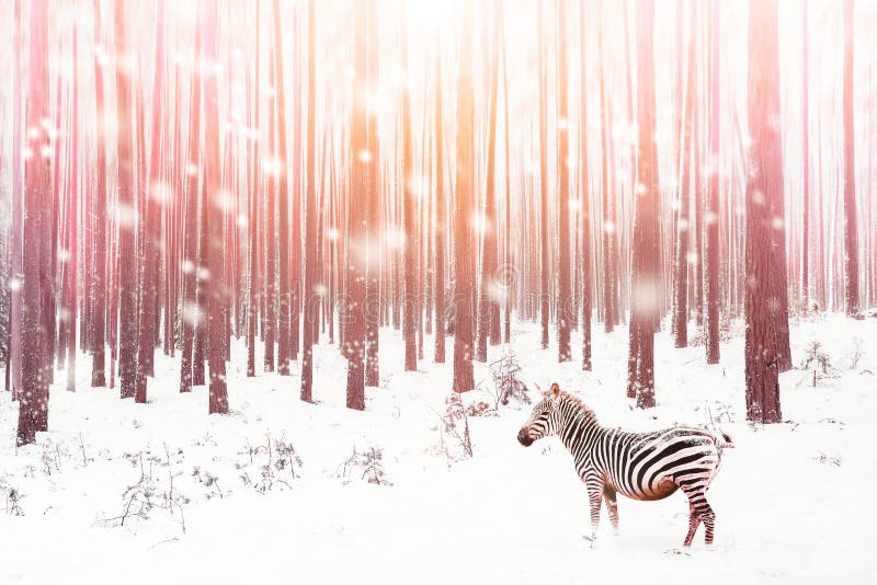 Sebra i en fantastisk sagolik bild för snöig skog Vinterdrömmarnas land Onceptual randig bild för Ð-¡ i rosa färg arkivbilder