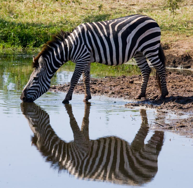 Sebradricksvatten från floden kenya tanzania Chiang Mai serengeti Maasai Mara arkivfoton Sebradricksvatten från floden kenya tanzania Chiang Mai serengeti Maasai Mara arkivfoton