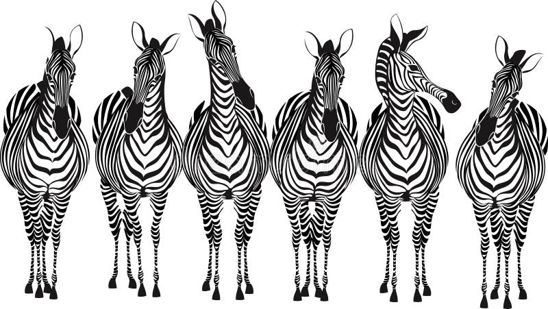 Group of zebras standing in a row isolated on white background - vector illustration. Group of zebras standing in a row isolated on white background - vector illustration