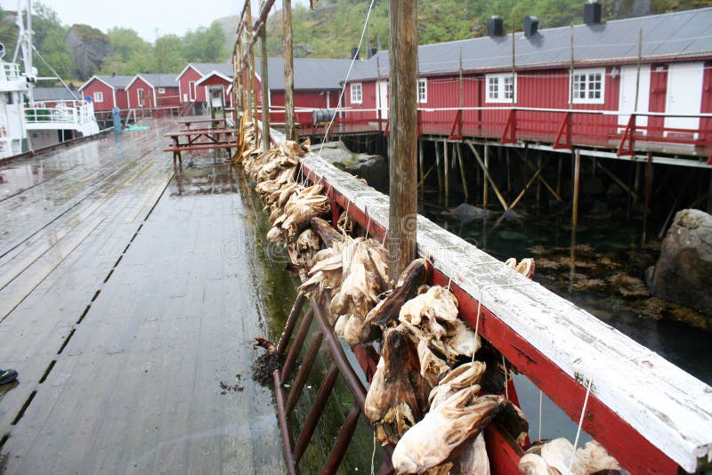 Foto de Bacalhau De Secagem Do Stockfish Na Vila Piscatória De Nusfjord Em  Noruega e mais fotos de stock de Noruega - iStock