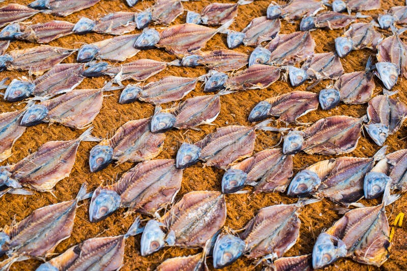 Secando peixes salgados na fibra de coco em Mangalore, Índia imagens de stock Secando peixes salgados na fibra de coco em Mangalore, Índia imagens de stock