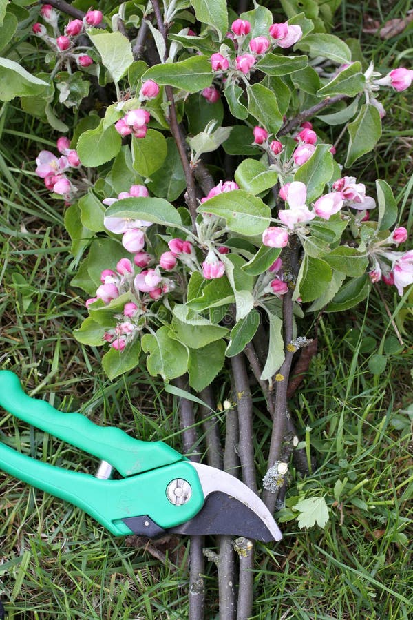 Secateurs with apple branches stock photography
