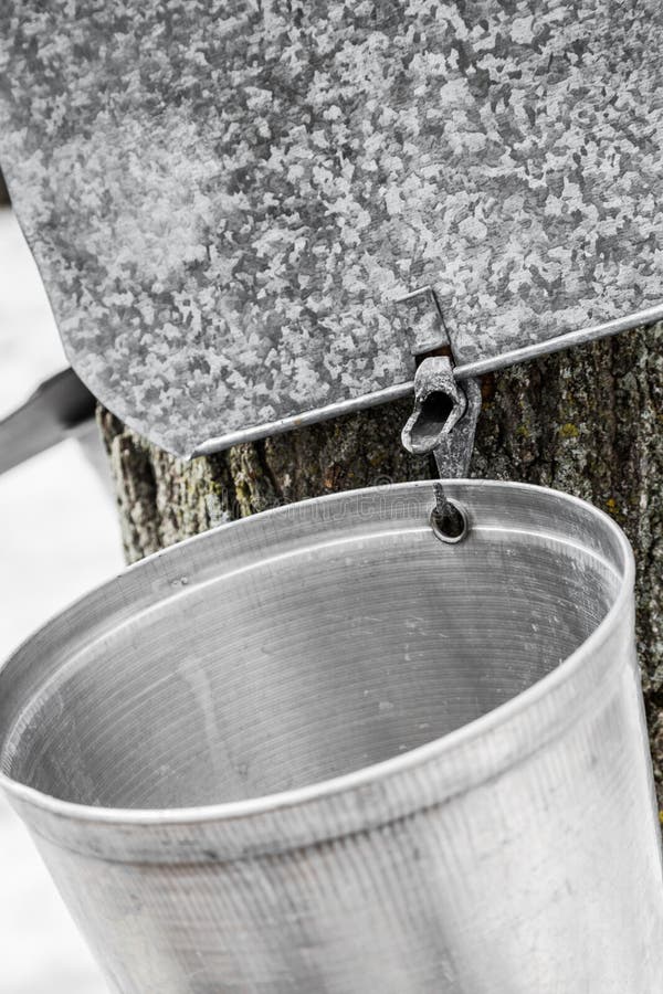 Secchi della linfa dell'acero sugli alberi in primavera fotografia stock libera da diritti Secchi della linfa dell'acero sugli alberi in primavera fotografia stock libera da diritti