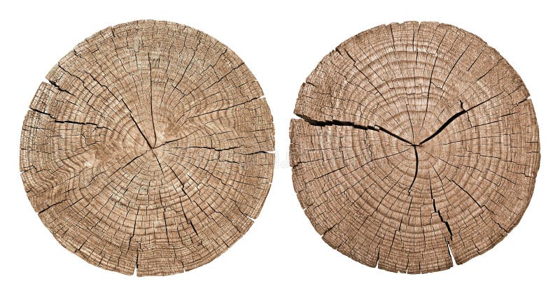 Sección representativa del tronco de árbol fotos de archivo libres de regalías Sección representativa del tronco de árbol fotos de archivo libres de regalías