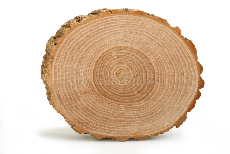 Sección representativa del tronco de árbol que muestra los anillos de crecimiento