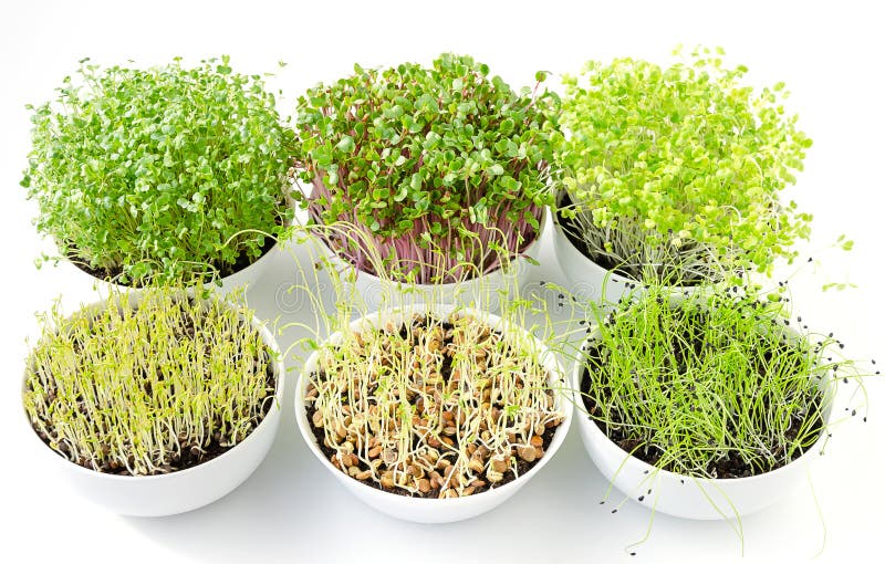 Six microgreens sprouting in white bowls, from above. Shoots of kale, radish, Chinese cabbage, lentils and garlic in potting compost. Sprouts, green seedlings, young plants and cotyledons. Food photo. Six microgreens sprouting in white bowls, from above. Shoots of kale, radish, Chinese cabbage, lentils and garlic in potting compost. Sprouts, green seedlings, young plants and cotyledons. Food photo.