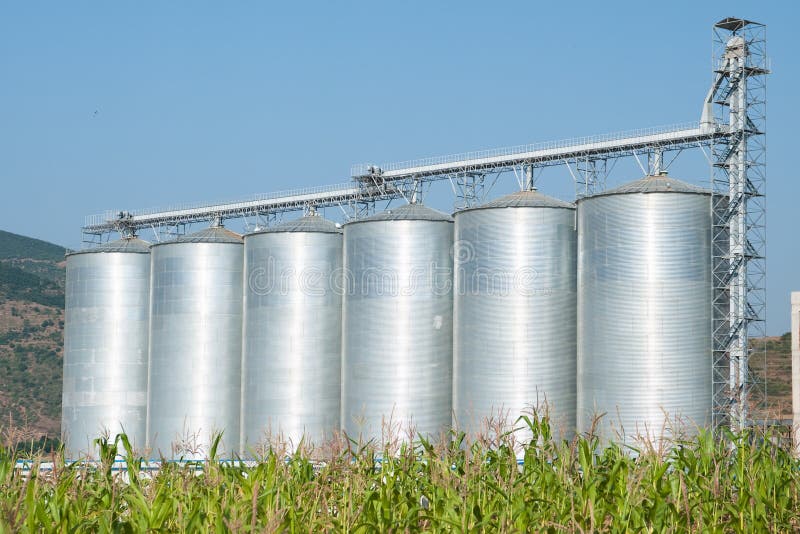 Six silver silos, green mais and blue sky. Six silver silos, green mais and blue sky