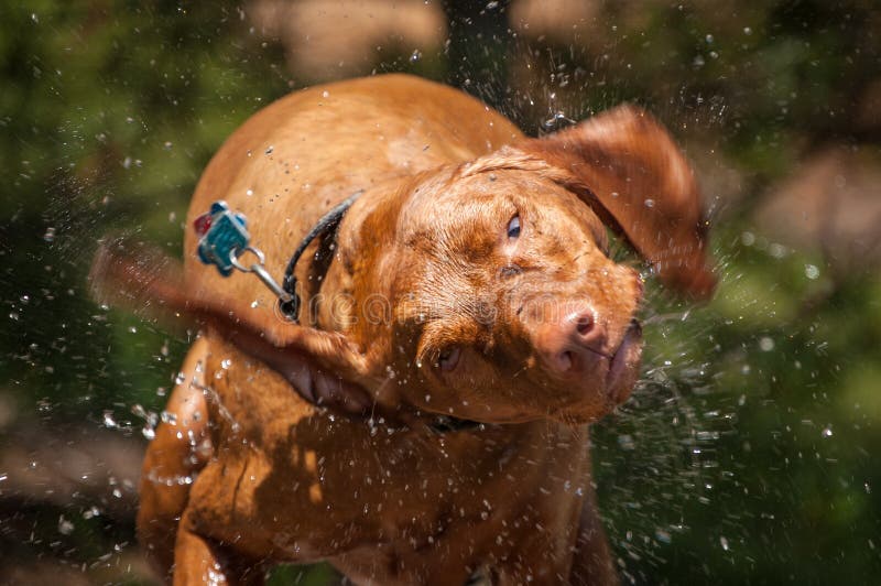 Secousse humide de crabot de Vizsla photos libres de droits Secousse humide de crabot de Vizsla photos libres de droits