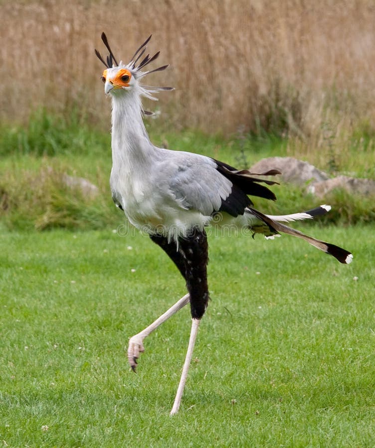 Secretary bird portrait stock photo. Image of plumage - 19909842