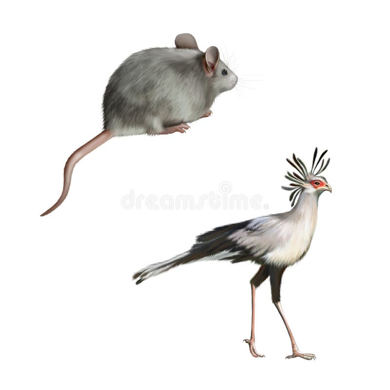 Secretarybird e topo grigio sveglio isolati sopra illustrazione vettoriale Secretarybird e topo grigio sveglio isolati sopra illustrazione vettoriale