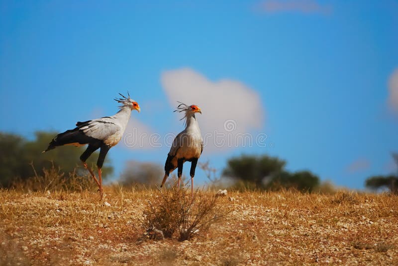 Secretarybird (Sagittarius serpentarius) stock image Secretarybird (Sagittarius serpentarius) stock image