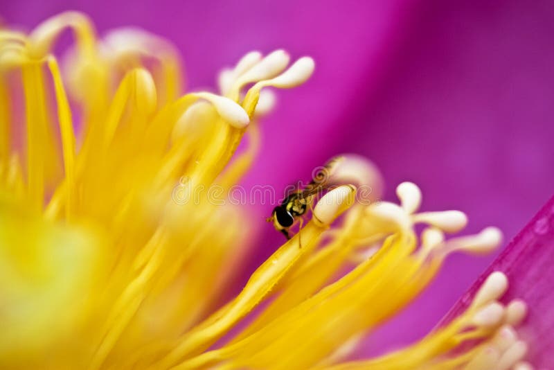 Secret of bee and bud, lotus bud, blossom and bee. Secret of bee and bud, lotus bud, blossom and bee