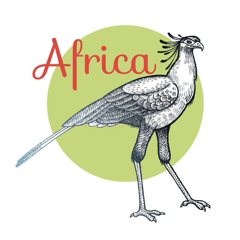 Secretária pássaro africana ilustração royalty free Secretária pássaro africana ilustração royalty free