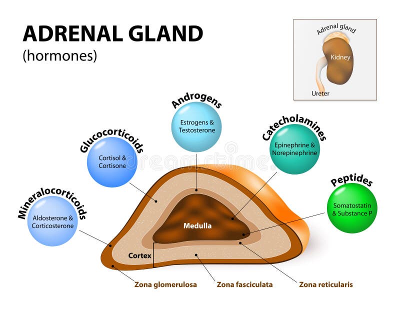 Secreção da hormona da glândula ad-renal ilustração do vetor Secreção da hormona da glândula ad-renal ilustração do vetor